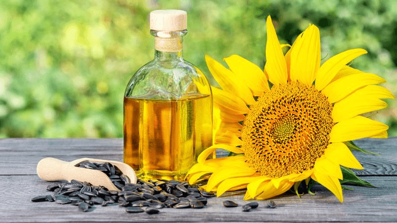 dầu hướng dương có tốt không