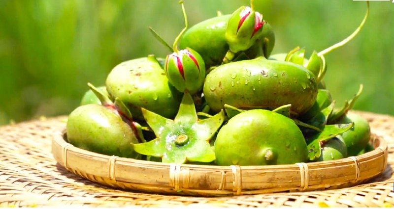 Quả bần là một trong các loại quả nấu canh chua đặc trưng của người miền Tây.